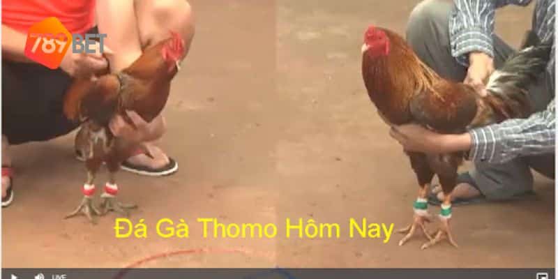 đá gà trực tiếp thomo hôm nay